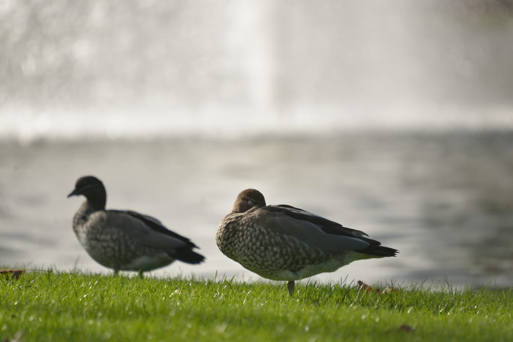 Go ahead for duck hunting season post image