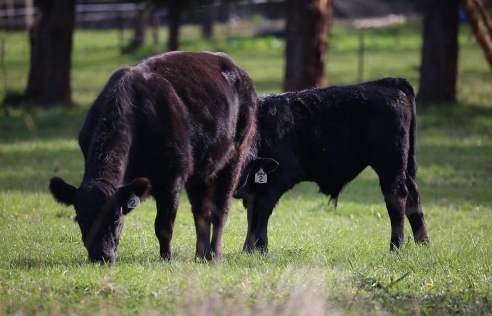 What to consider for stock containment areas post image