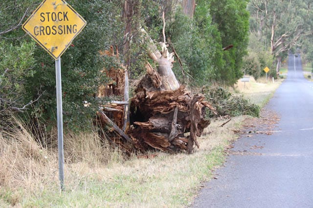 Storm Damage 20.02.2024 post image
