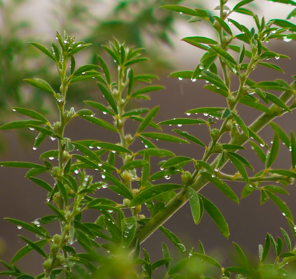 Rokeby trail closure post image