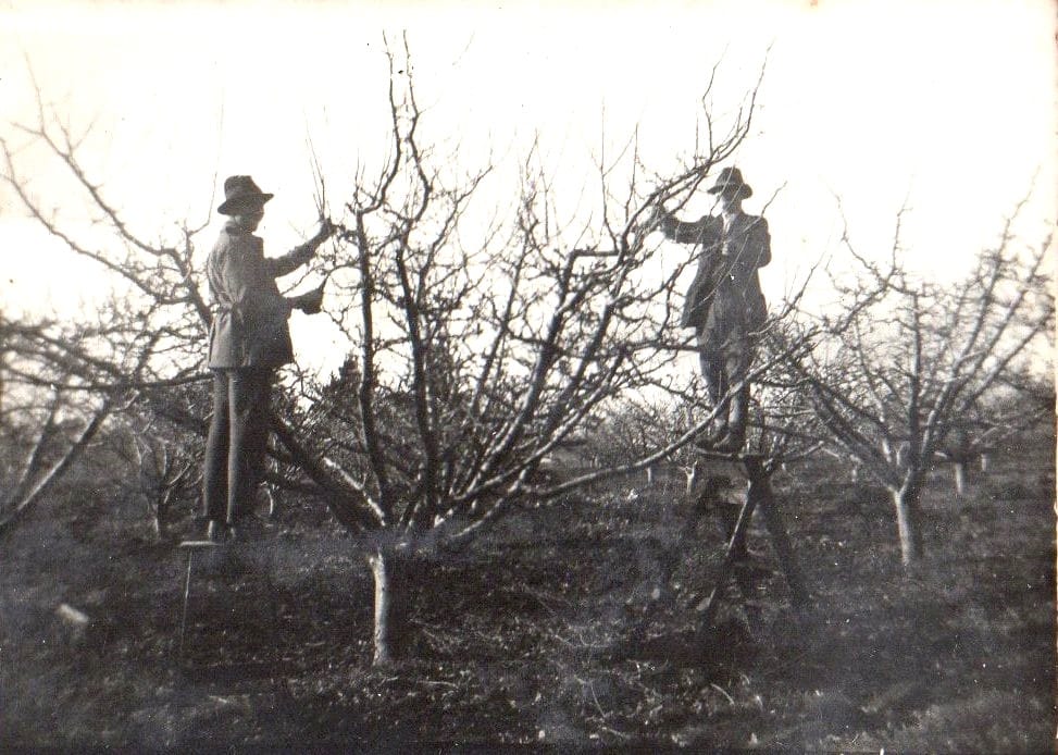 Snapshot of the past: Grant orchard post image