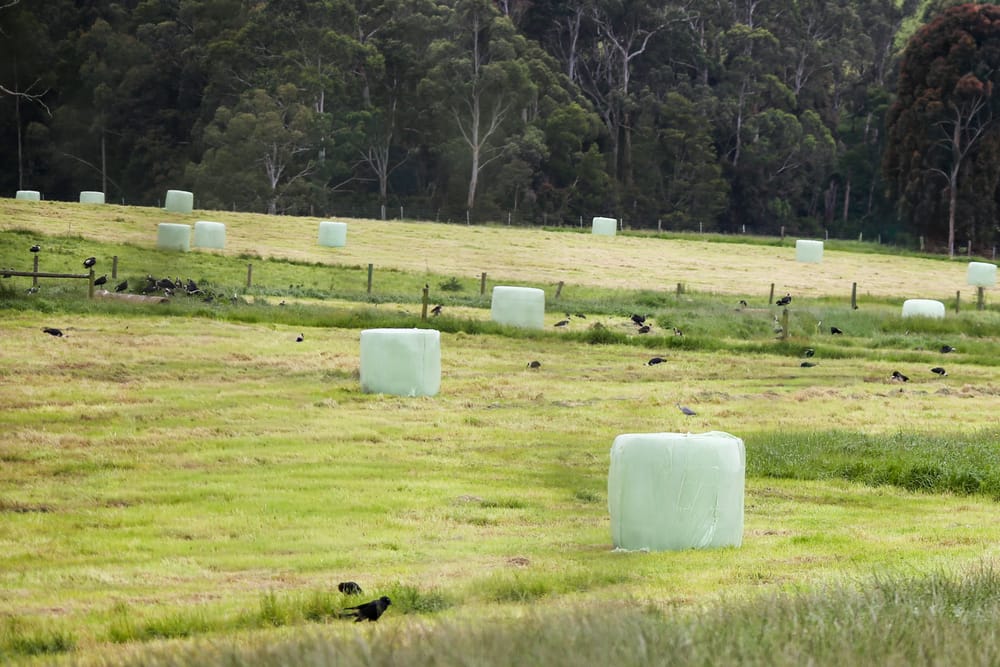 A bumper season post image