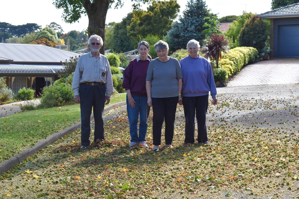 Seedpod problem post image