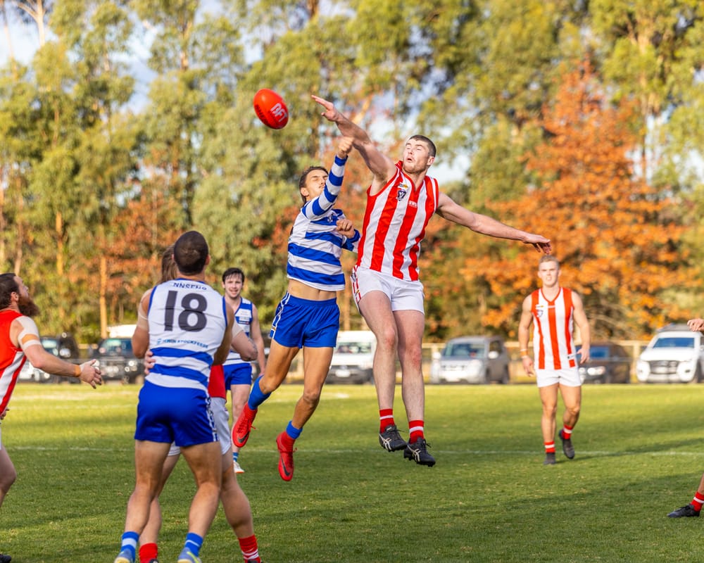 Cats too strong for gallant Bloods post image