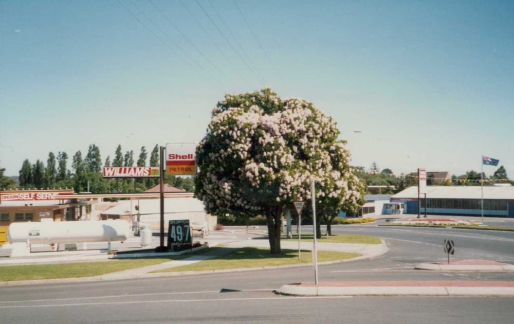 Snapshot of the past: Cape Chestnut tree post image