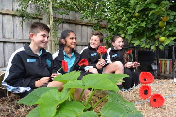 Field of 5000 poppies post image