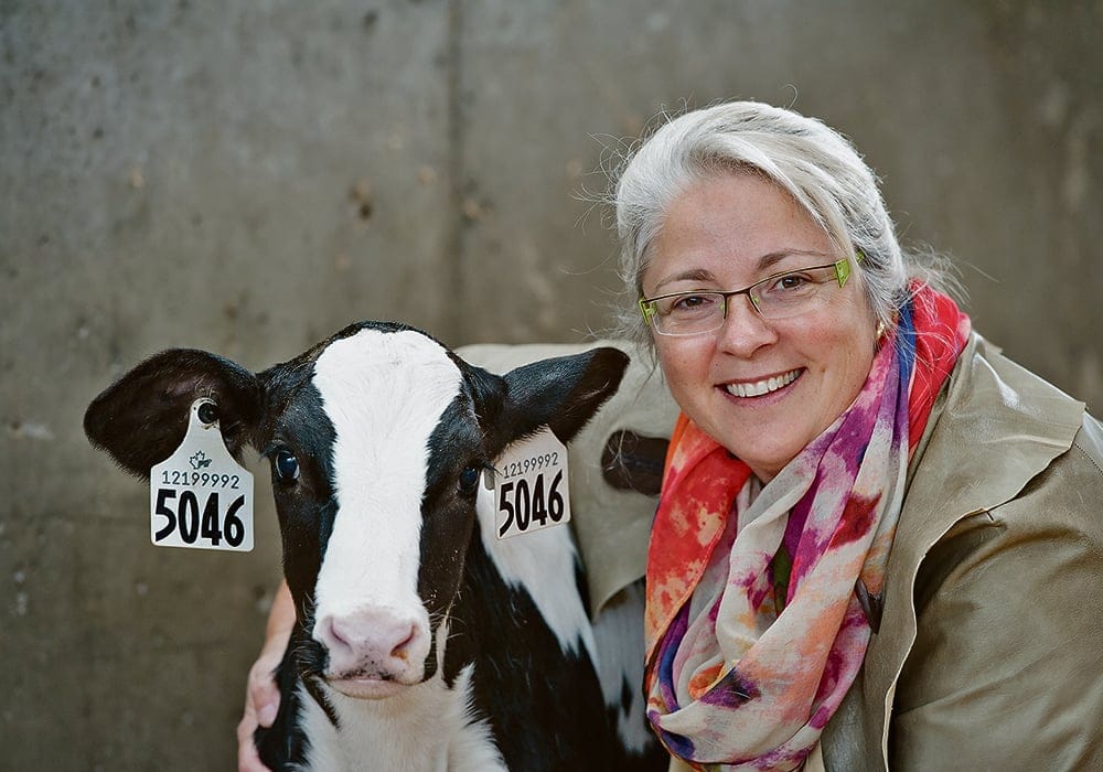 Focus on calf and cattle welfare post image