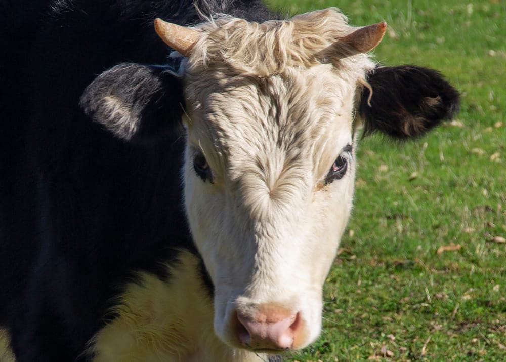 Farm fined for effluent post image