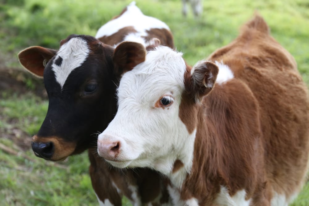 Beef calves scours prevention post image