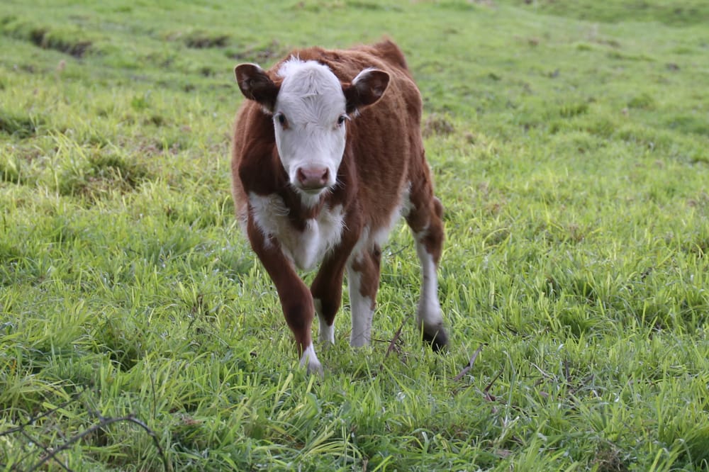 Annual dairy industry dinner post image