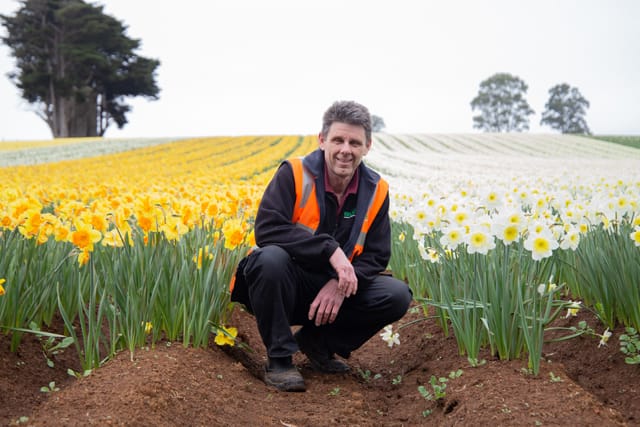 Spring Daffodils- 26.08.2021 post image