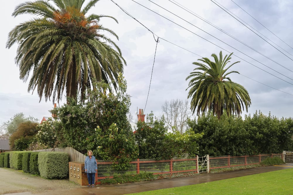Owner incensed at palm trees trimming post image