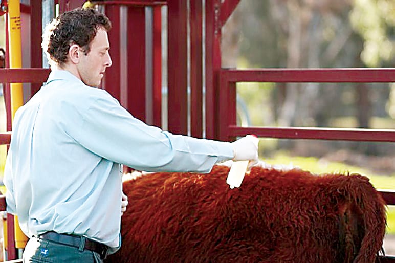 Itching to scratch liceand ringworm in cattle post image