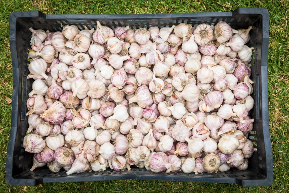 All things garlic in Meeniyan post image