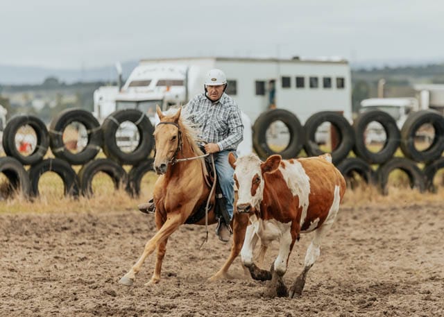 Trafalgar Campdraft - 30.01.2024 post image