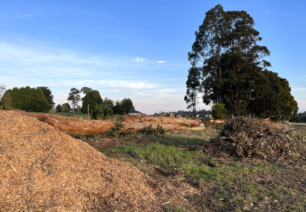 Anguish over tree removal post image