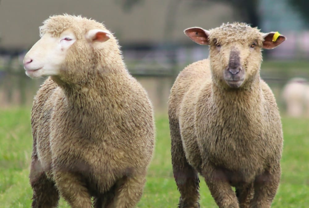 10-year ban from owning farm animals post image