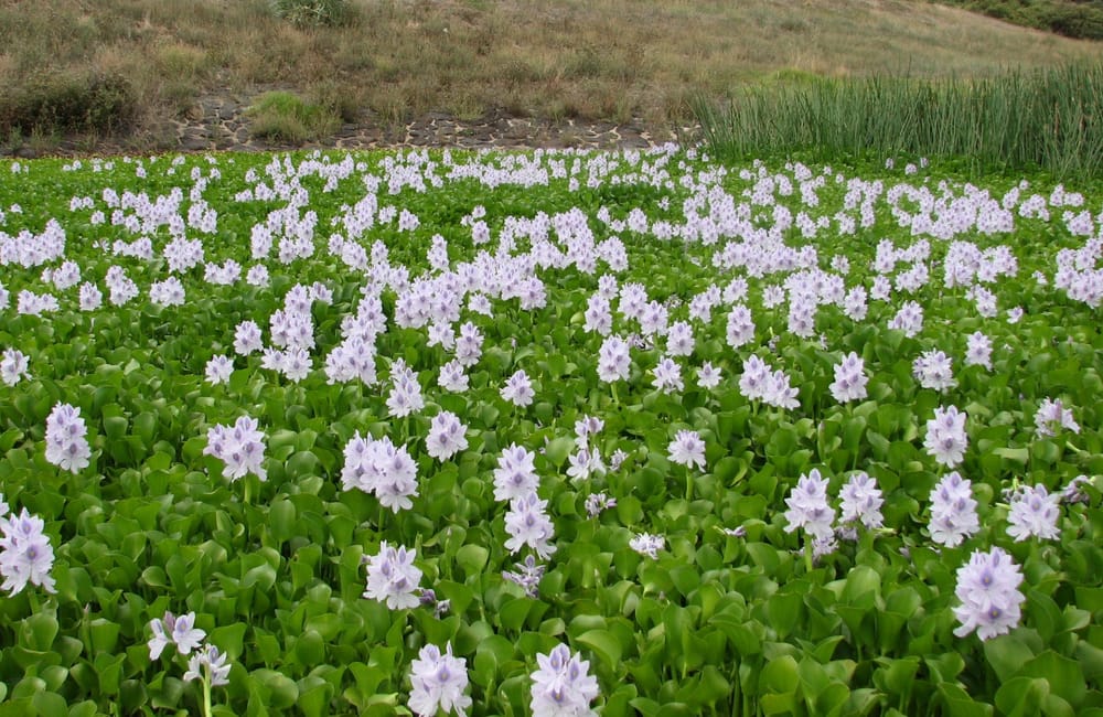 Water hyacinth warning post image