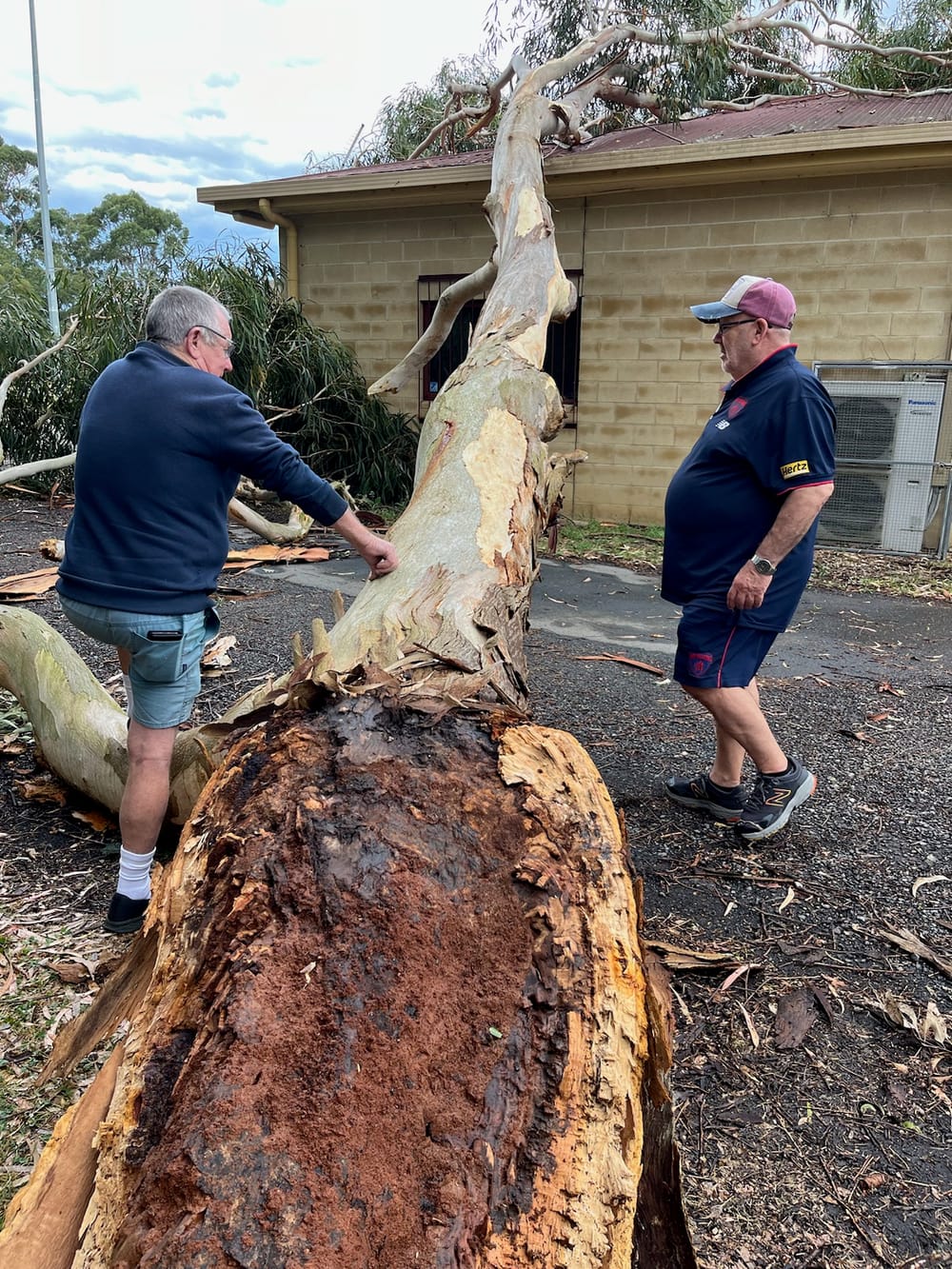 Tree falls on footy clubrooms post image