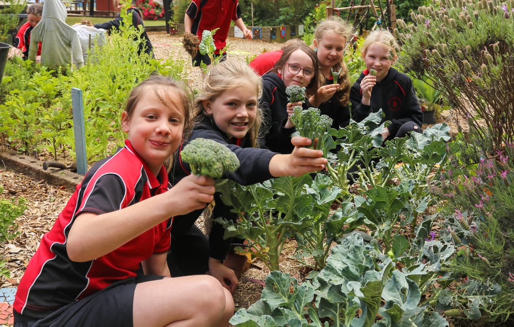 Garden to plate at award winning Nilma PS post image