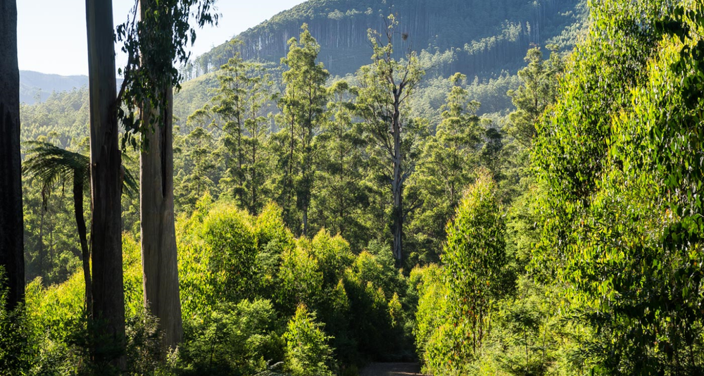 Audit assesses VicForests operations post image