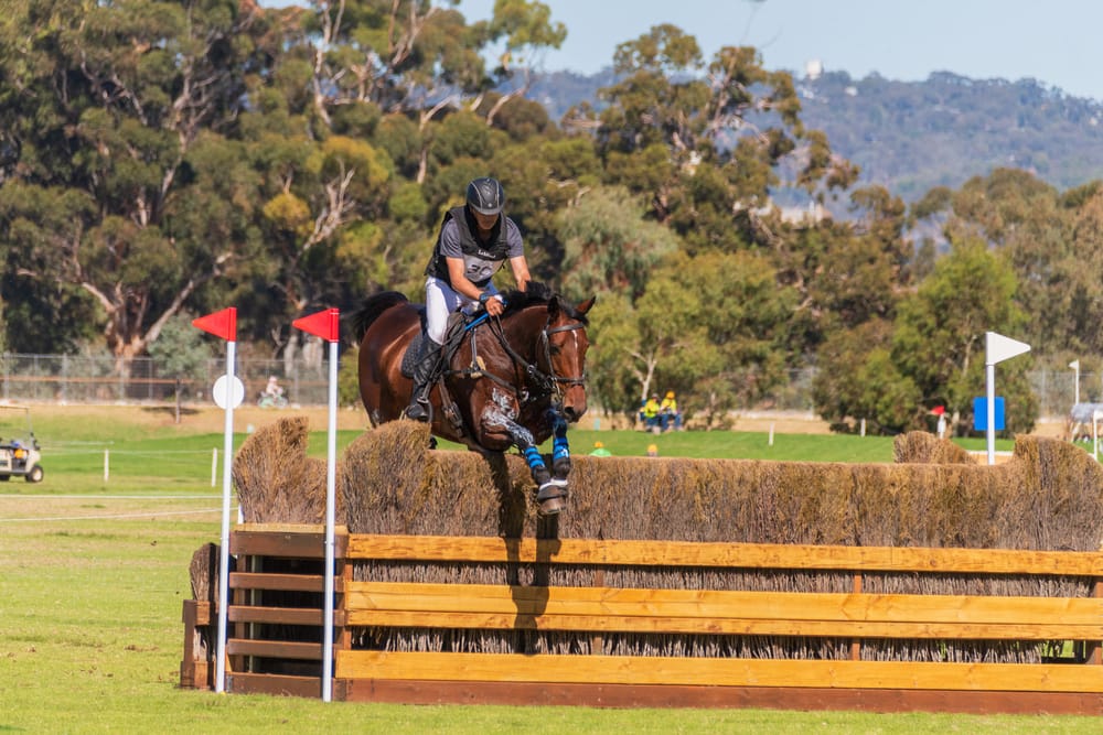 David's five star win post image