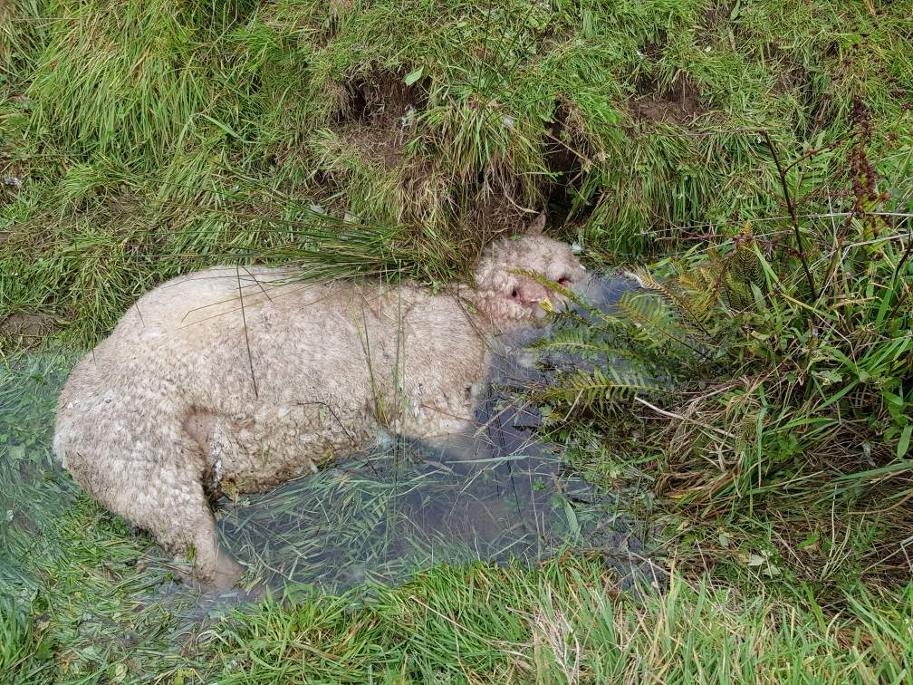 Sheep killed in dogs attacks post image
