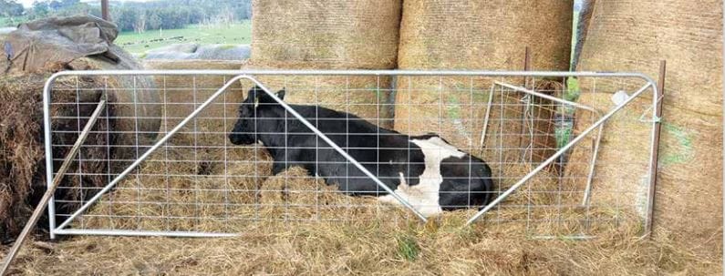 Care is critical to manage downer cows post image