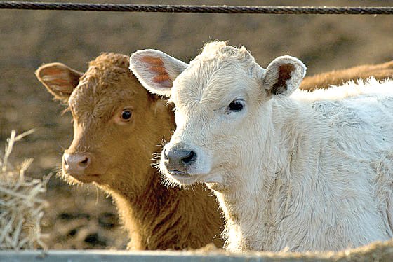 Early weaning of beef calves post image