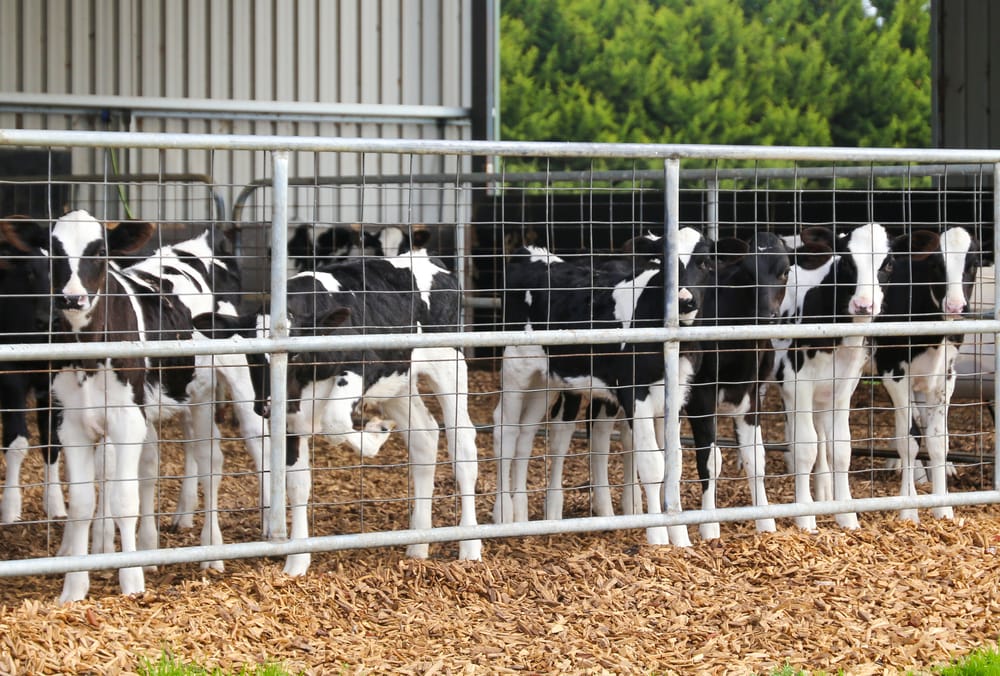 Resources for saving energy on dairy farms post image