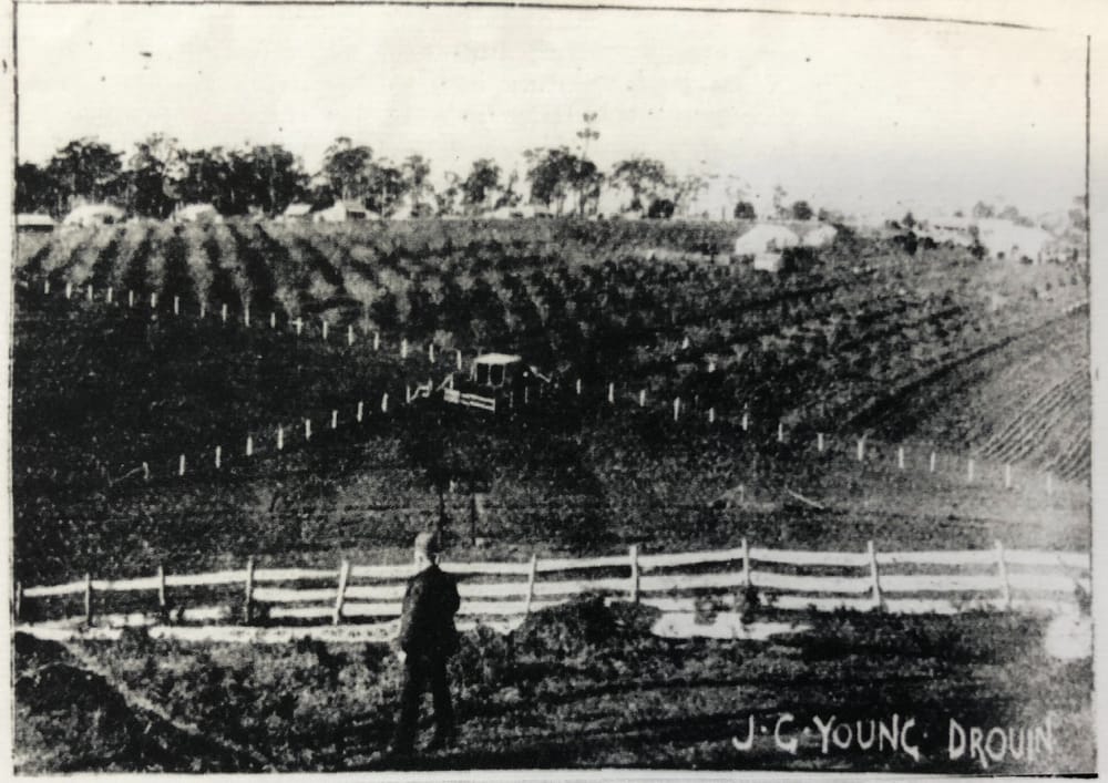 Snapshot of the past - Holly Tree Orchard post image