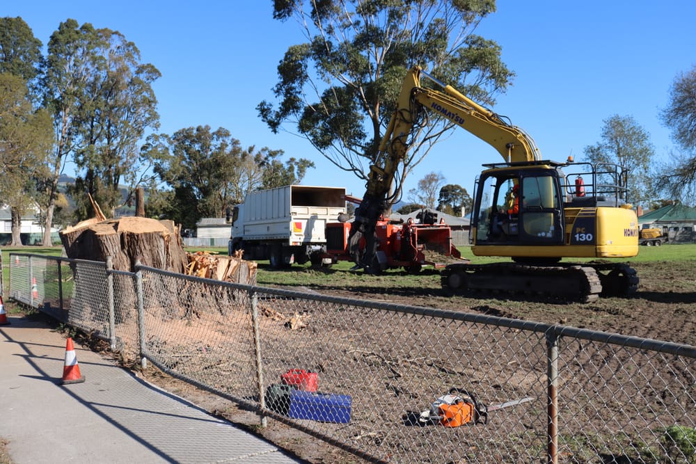 Anger over park tree removal post image