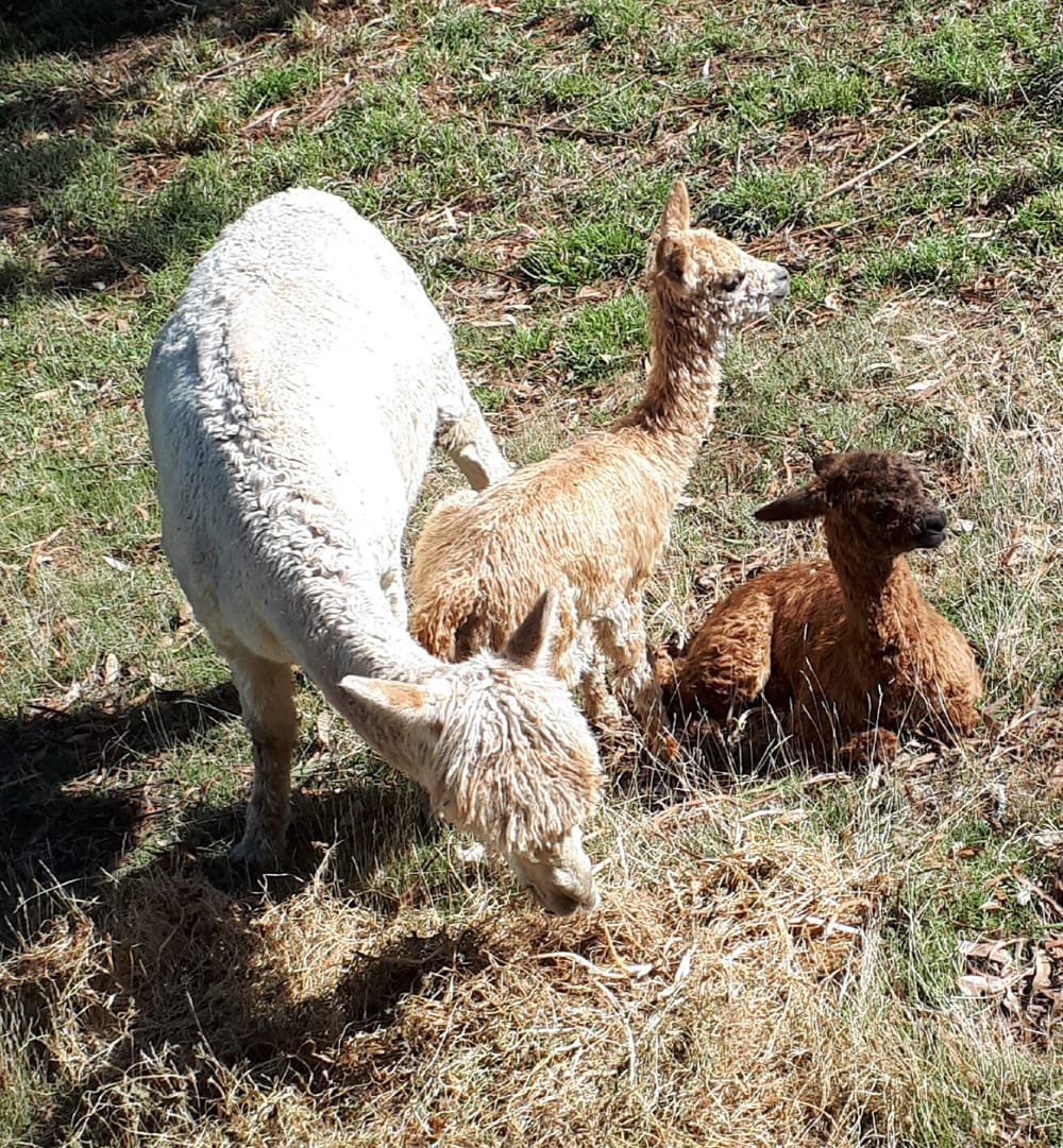 Women on farms post image