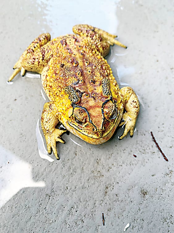 Exotic pest found post image