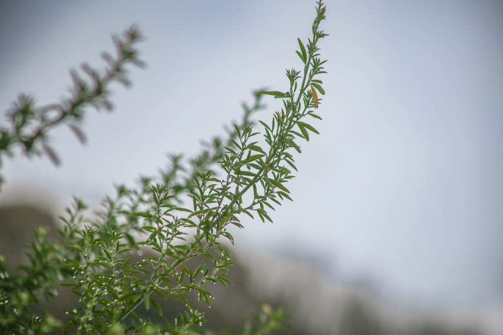 Another dry month post image