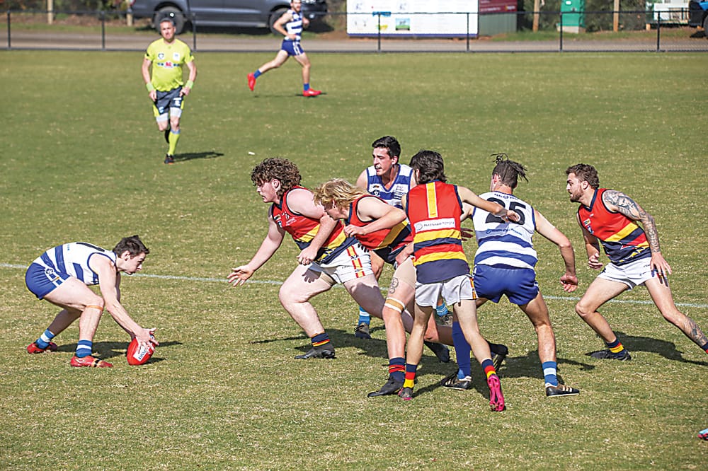 Cats claw Crows post image