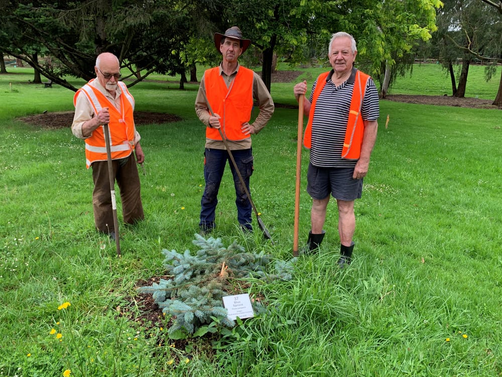 Scrooge destroys tree in Drouin park post image