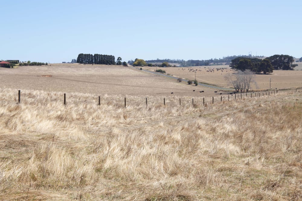 Dry Paddocks - 03.03.2022 post image