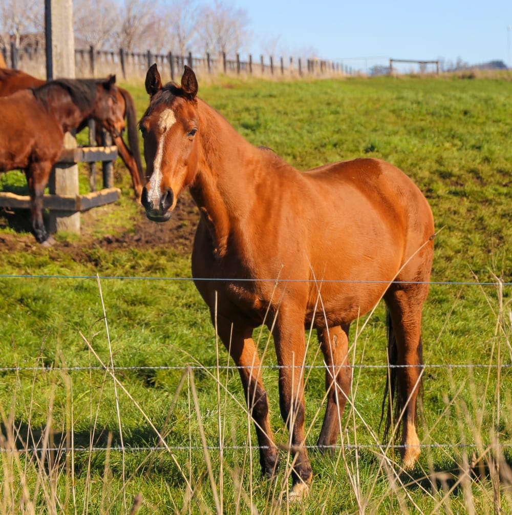 Protecting horses and pigs post image