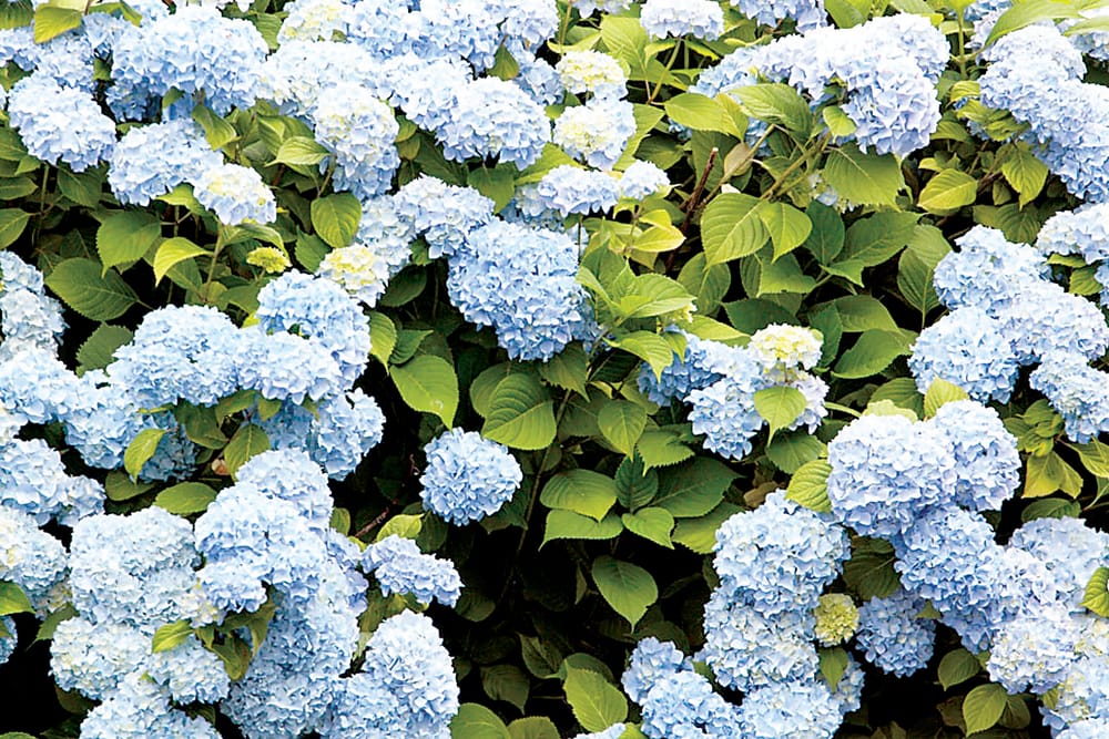 Hydrangeas an old time favourite post image