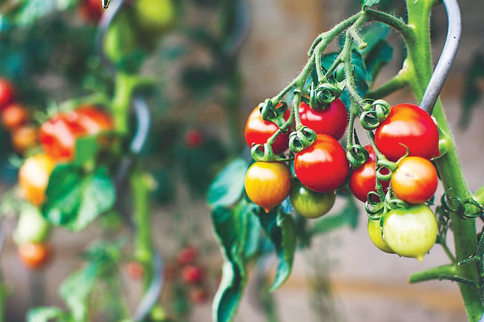 Summer garden tips post image