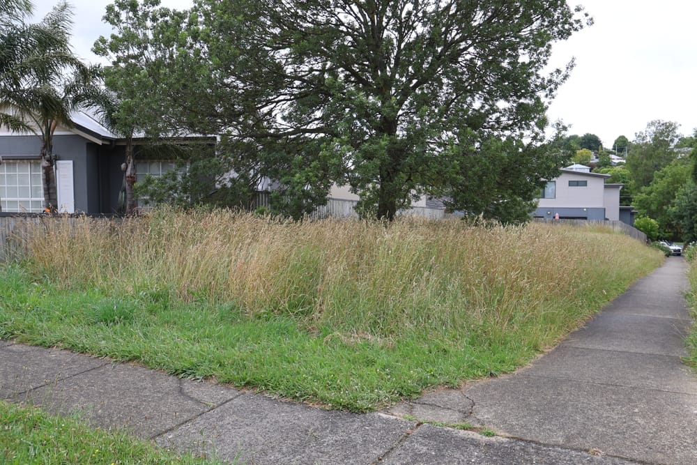 Action on overgrown block post image