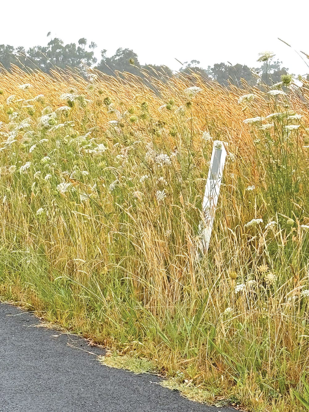 Roadside fire risk concern post image