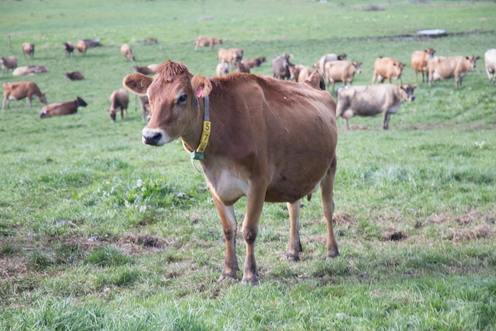 International dairy specialist returns post image