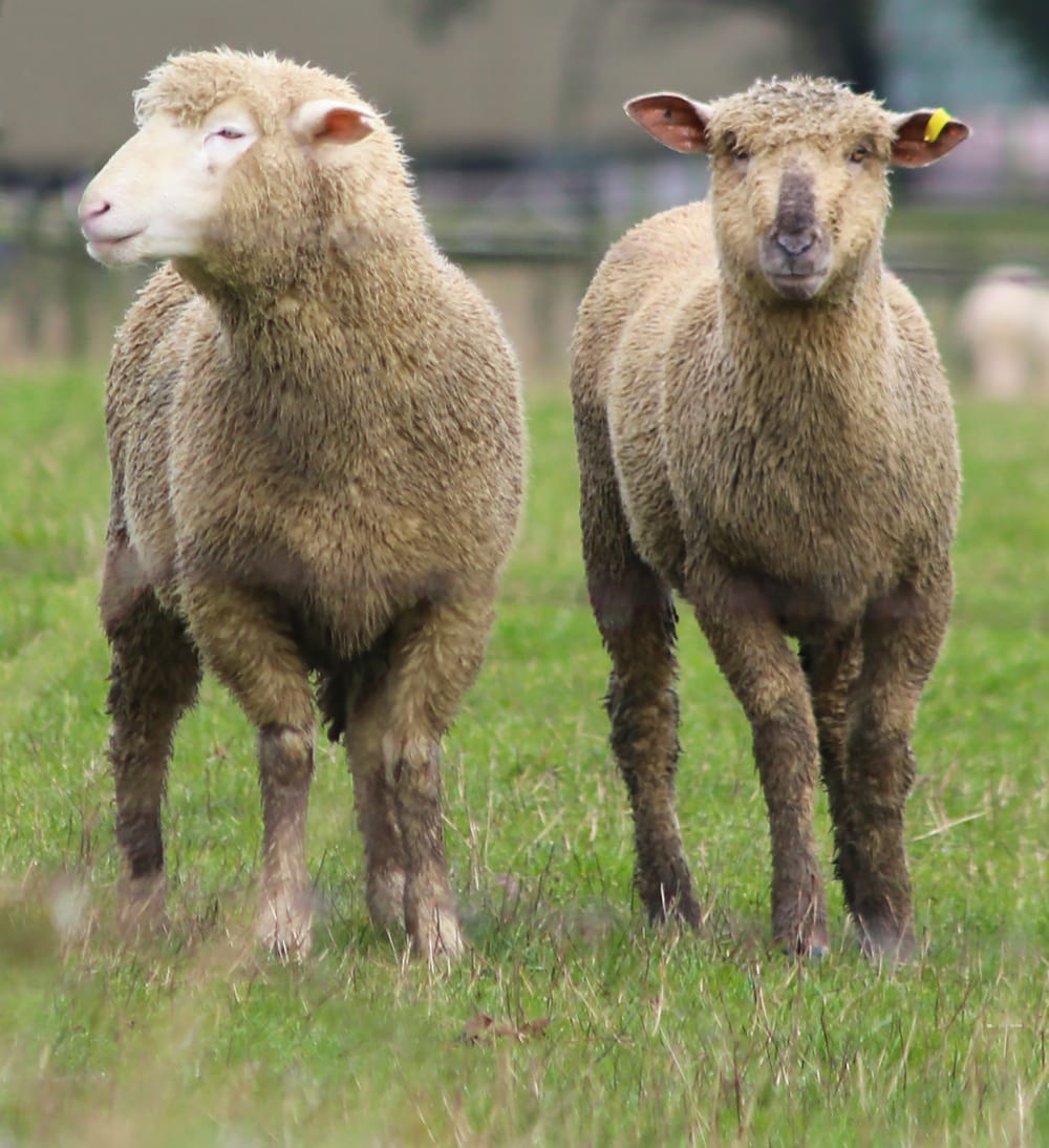 Farmer fined for cruelty post image