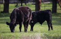 What to consider for stock containment areas post image