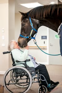 Horsing around at Abbey Gardens post image