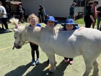 Pets on parade post image