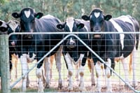 Preventing Q fever post image