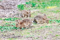 Parks overrun with rabbits post image
